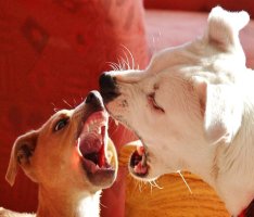 Trouble with Dog Aggression