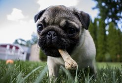 Dog foods: Which do I choose?