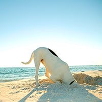 Digging and excessive barking: why?